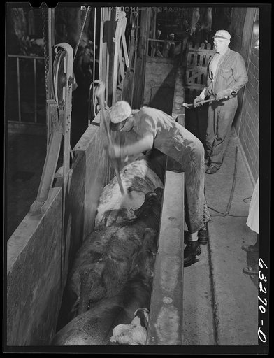 The beef kill. Cattle are brought into this narrow alley by means of an electric prodder; they are then knocked out by a blow on the head. Steel doors on the left then open up and cows fall into the next room where they are shackled by hind legs. Then they move by chain belt throught processes of th
