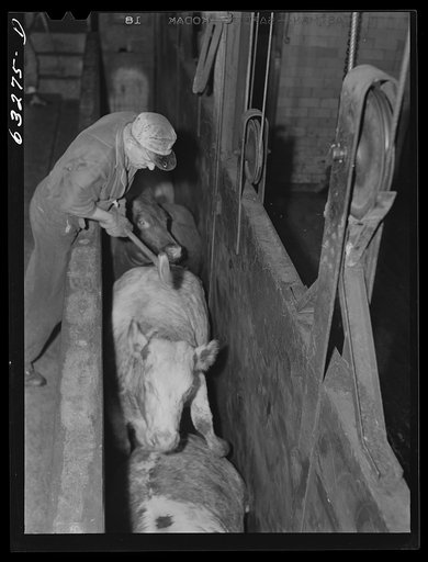 The beef kill. Cattle are knocked out by a blow on the head before they are shackled and decapitated. Packing plant, Austin, Minnesota
