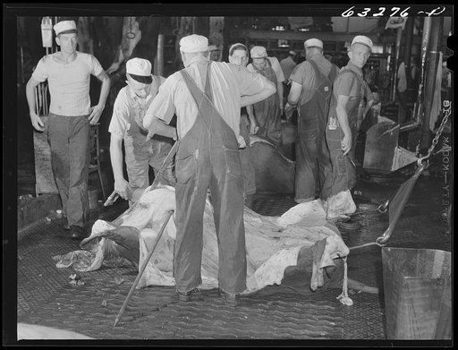 Skinning a cow. Packing plant, Austin, Minnesota