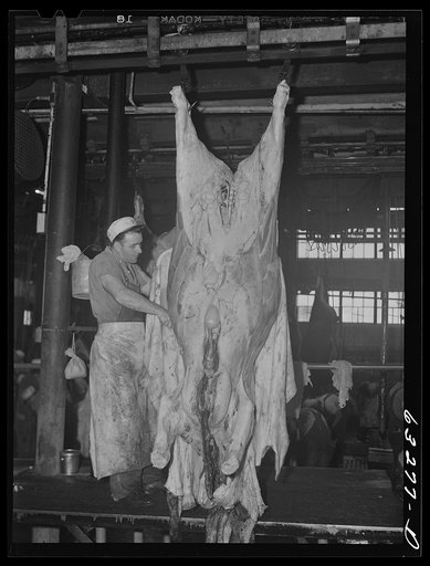 Skinning a cow. Packing plant, Austin, Minnesota