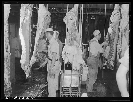 Beef cattle. Part of skinning and cleaning process. Packing plant, Austin, Minnesota