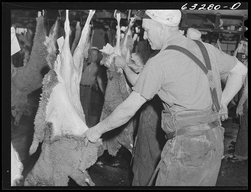 Skinning sheep. Packing plant, Austin, Minnesota