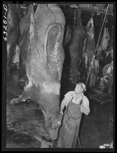 The beef kill. Cattle are knocked out by a blow on the head before they are shackled and decapitated. Austin, Minnesota