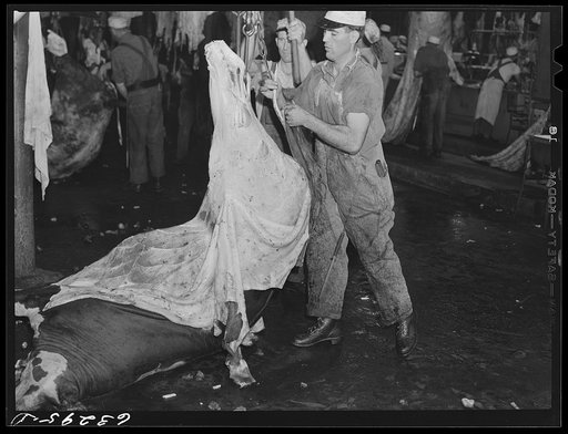 Skinning a cow. Packing plant, Austin, Minnesota