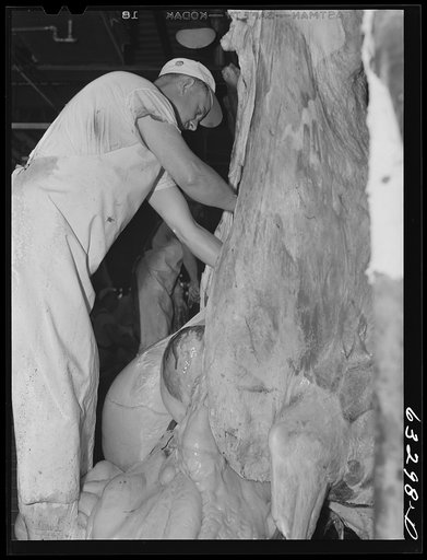 Removal of innards from cow. Packing plant, Austin, Minnesota