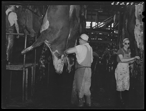 Slitting throats of cattle. Packing plant, Austin, Minnesota