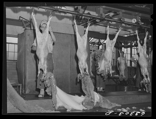 Skinning sheep. Hormel packing plant. Austin, Minnesota