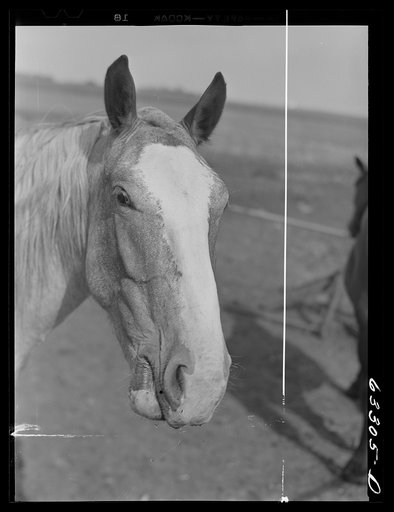 Horse. Freeborn County, Minnesota
