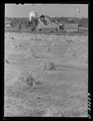 Untitled photo, possibly related to: Farm outside of Faribault, Minnesota