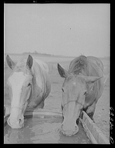 Untitled photo, possibly related to: Horse. Freeborn County, Minnesota