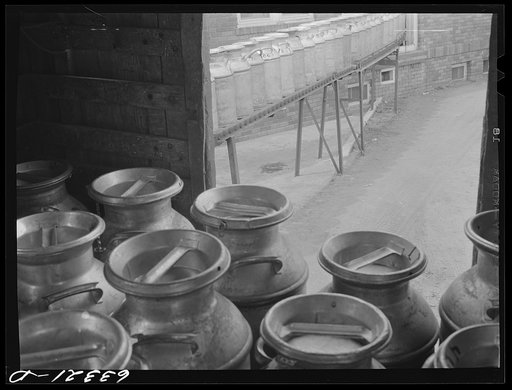 Milk being delivered to Twin City Milk Producers Association, Elk River, Minnesota. Here it is put in truck tanks and delivered to bottling and pasteurizing plants in the cities