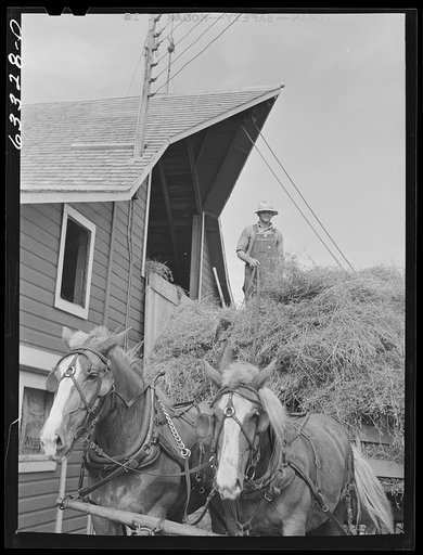 Tenant purchase borrower loading hay into barn. Freeborn County, Minnesota