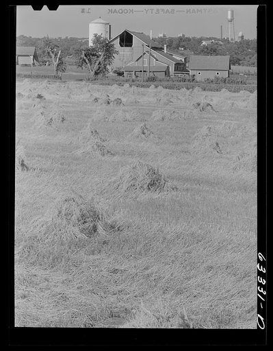 Untitled photo, possibly related to: Farm outside of Faribault, Minnesota