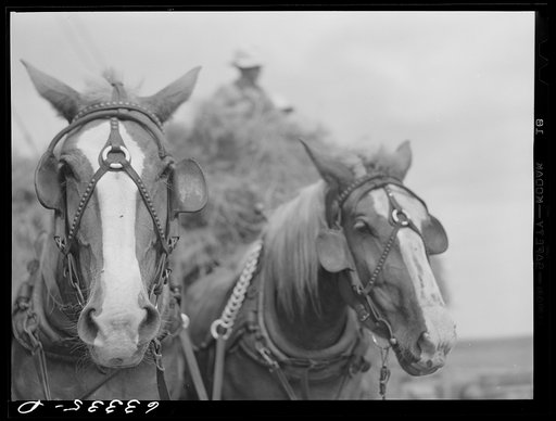 Untitled photo, possibly related to: Team. Freeborn County, Minnesota