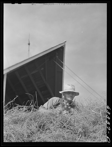 Untitled photo, possibly related to: Tenant purchase borrower loading hay into barn. Freeborn County, Minnesota