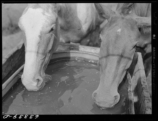 Horses drinking. Freeborn County, Minnesota