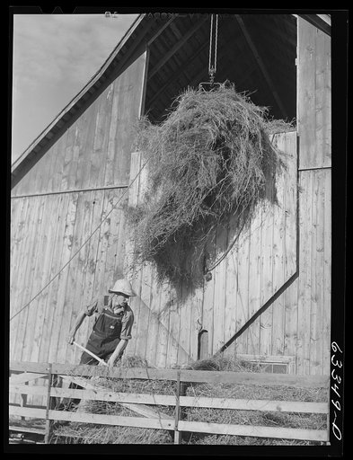 Loading hay into barn. Son of FSA (Farm Security Administration) borrower who moved from Nebraska drought area three years ago to Douglas County, Wisconsin