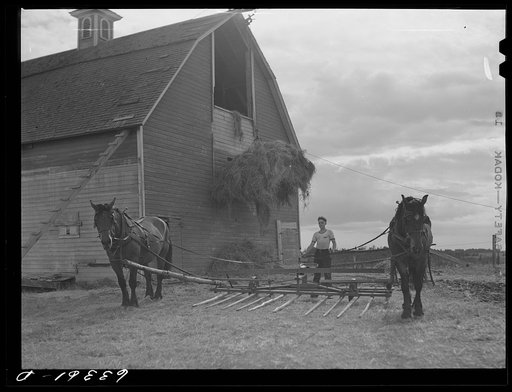 Loading hay into barn on farm of Russell S. Else, who came to Douglas County, Wisconsin three years ago from drought area of Nebraska. This type of hay rake which Else brought with him from Nebraska was not used in this part of Wisconsin, but is now being adopted by several of his neighbors