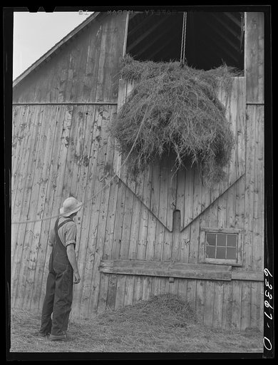 Untitled photo, possibly related to: Loading hay into barn. Son of FSA (Farm Security Administration) borrower who moved from Nebraska drought area three years ago to Douglas County, Wisconsin