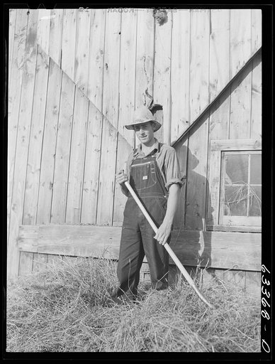 Untitled photo, possibly related to: Loading hay into barn. Son of FSA (Farm Security Administration) borrower who moved from Nebraska drought area three years ago to Douglas County, Wisconsin