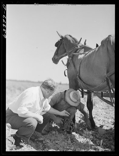 FSA (Farm Security Administration) county supervisor and borrower examining horse's hoof. Mille Lacs County, Minnesota