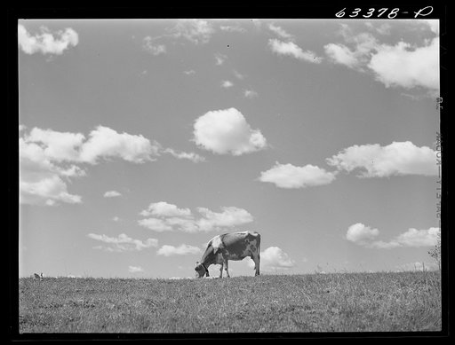 Cow in pasture. Santi County, Minnesota