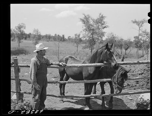 FSA (Farm Security Administration) borrower with pair of colts. Itasca County, Minnesota