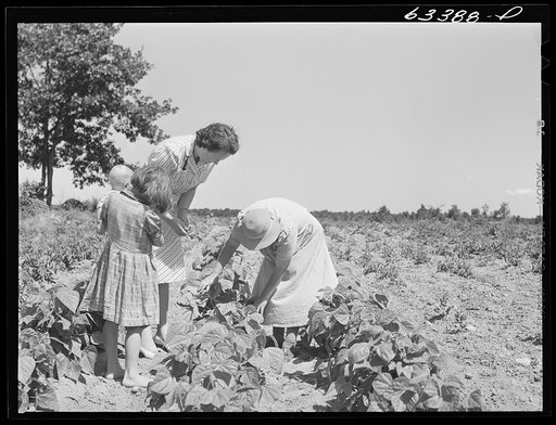 Home supervisor in garden with wife of FSA (Farm Security Administration) borrower. Mille Lacs County, Minnesota