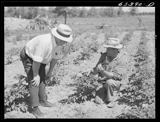 FSA (Farm Security Administration) borrower and county supervisor examining potato plant. Mille Lacs County, Minnesota