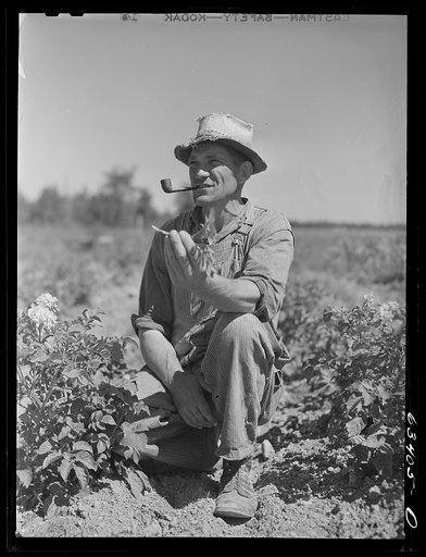 FSA (Farm Security Administration) borrower in potato field. Mille Lacs County, Minnesota