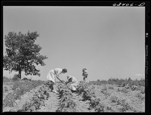 Home supervisor examining garden of FSA (Farm Security Administration) borrower. Mille Lacs County, Minnesota