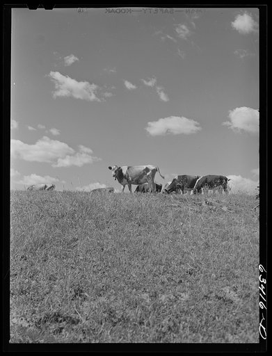 Cattle in pasture. Santi County, Minnesota