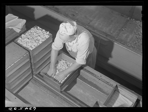 Pressing curd into brick cheese forms. Antigo, Wisconsin