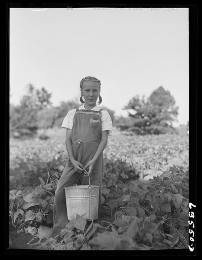 Untitled photo, possibly related to: Picking beans. Shawano County, Wisconsin