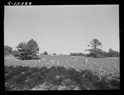 Untitled photo, possibly related to: Picking beans. Shawano County, Wisconsin