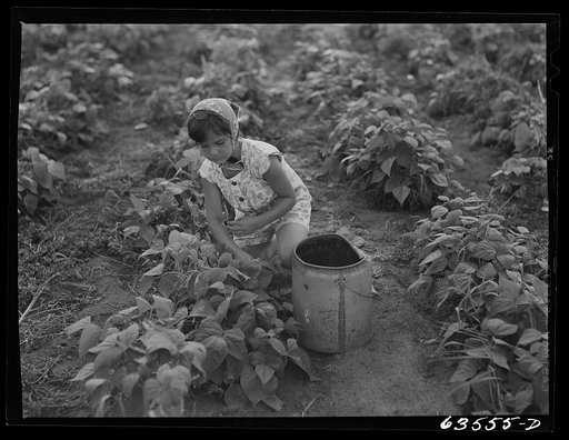 Picking beans. Shawano County, Wisconsin