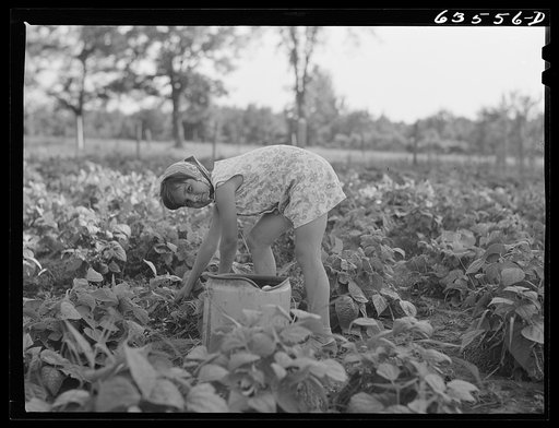 Untitled photo, possibly related to: Picking beans. Shawano County, Wisconsin