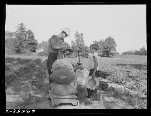 Weighing beans. Shawano County, Wisconsin