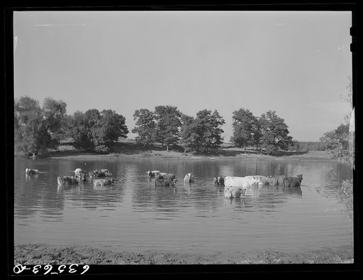 Cattle in pond on hot afternoon. Saint Croix County, Wisconsin