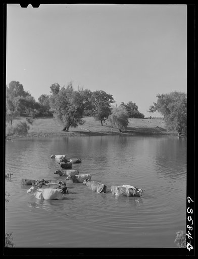 Cattle in pond on hot afternoon. Saint Croix County, Wisconsin
