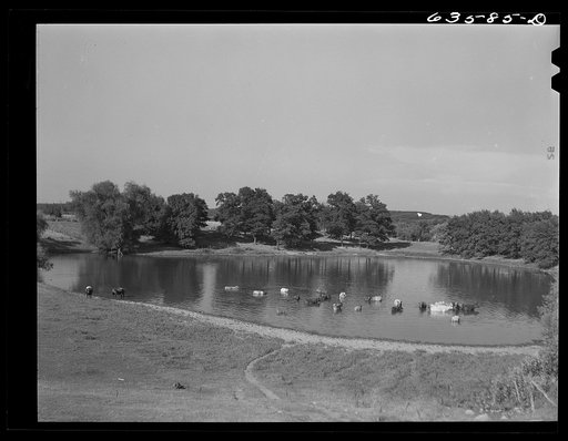 Untitled photo, possibly related to: Cattle in pond on hot afternoon. Saint Croix County, Wisconsin