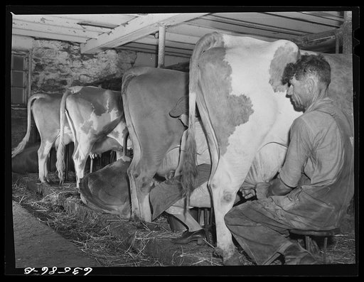 Milking cows. Waushara County, Wisconsin
