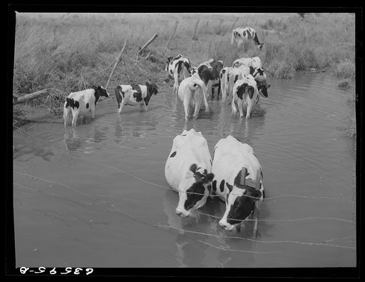 Untitled photo, possibly related to: Cattle in stream on hot afternoon