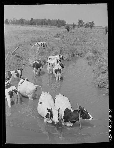 Cattle in stream on hot afternoon