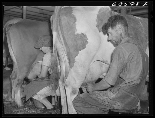 Untitled photo, possibly related to: Milking cows. Waushara County, Wisconsin