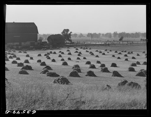Rye field. Waushara County, Wisconsin