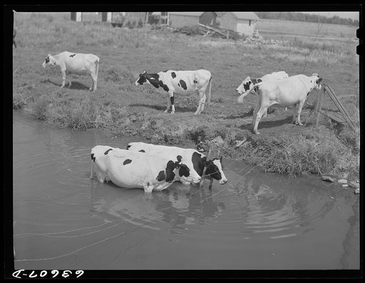 Untitled photo, possibly related to: Cattle in stream on hot afternoon