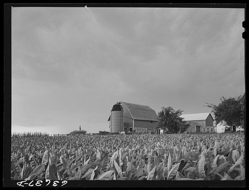 A tobacco farm