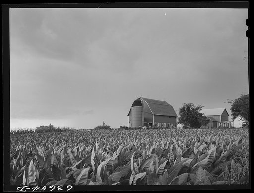 Untitled photo, possibly related to: A tobacco farm