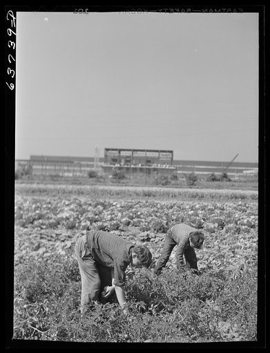 Untitled photo, possibly related to: The Hudson ordnance plant was built in an area of small truck farms near Detroit, Michigan